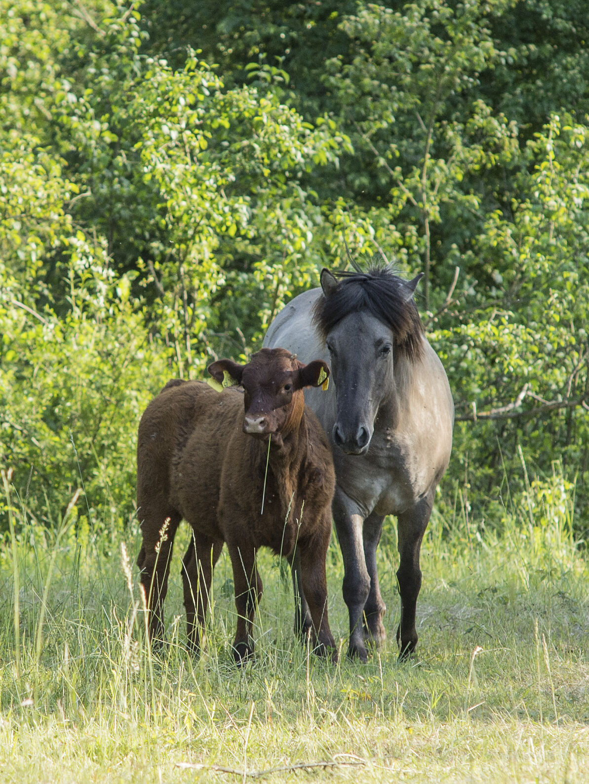 PW - 23 - Unsere Wälder - Zurück in die Zukunft