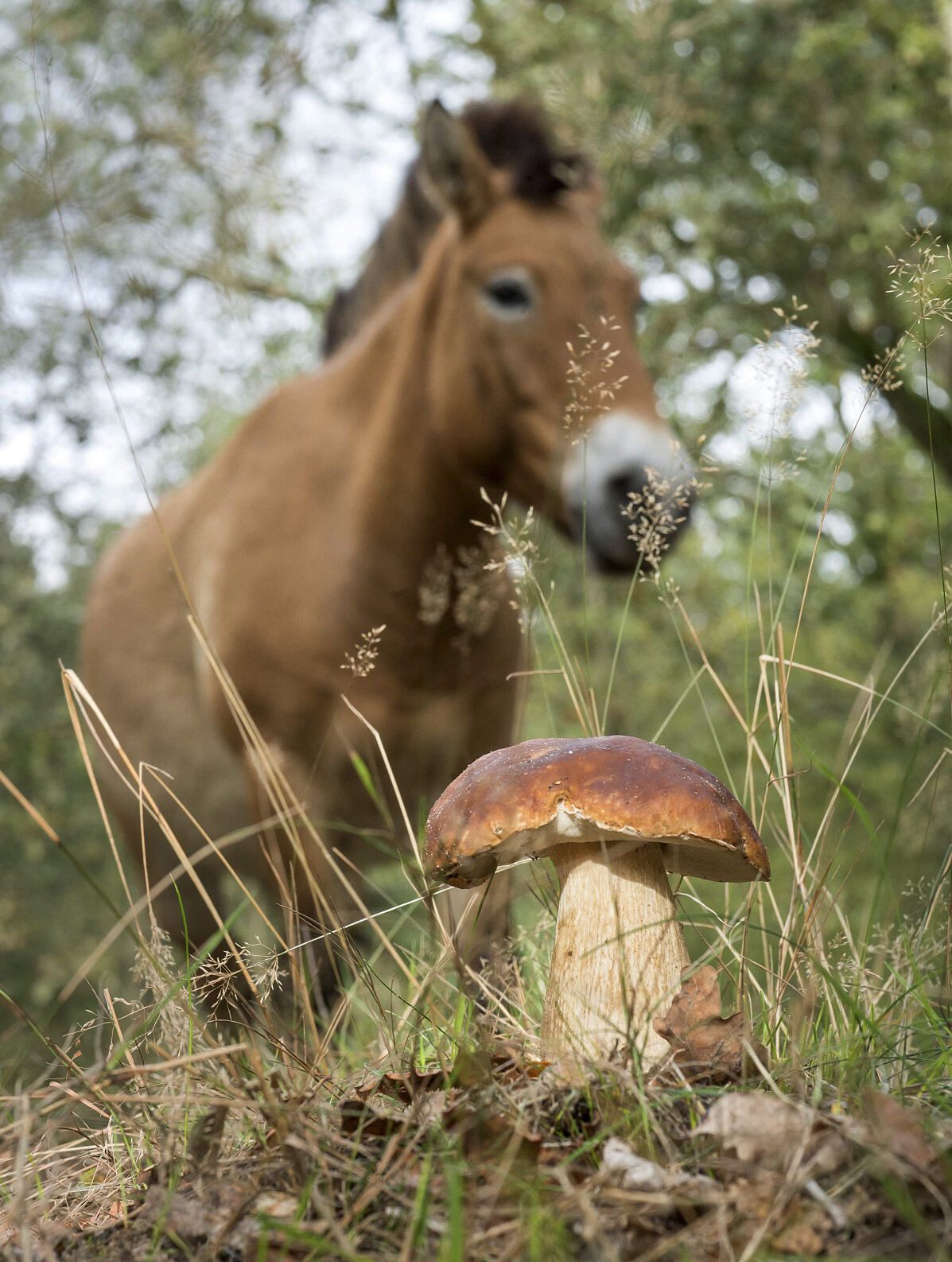 PW - 23 - Unsere Wälder - Zurück in die Zukunft