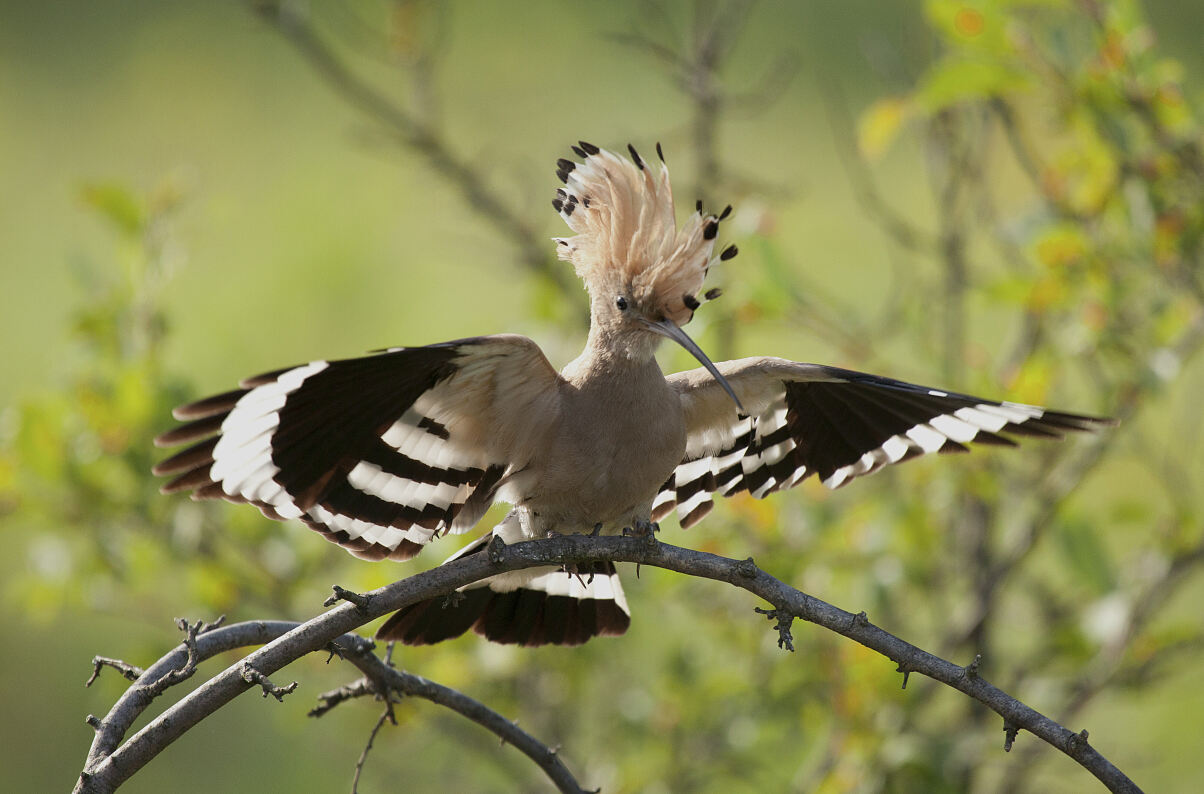 PW - 23 - Unsere Wälder - Zurück in die Zukunft
