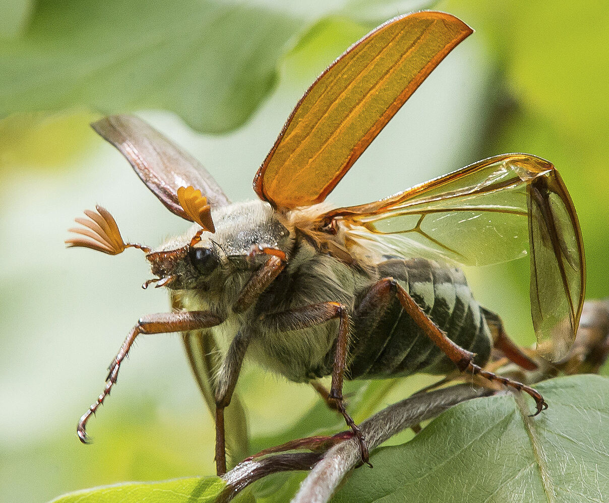 PW - 23 - Unsere Wälder - Zurück in die Zukunft