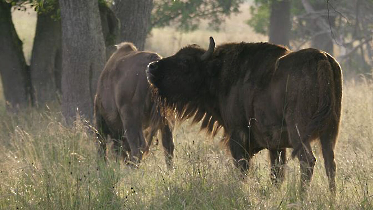 PW - 23 - Unsere Wälder - Zurück in die Zukunft