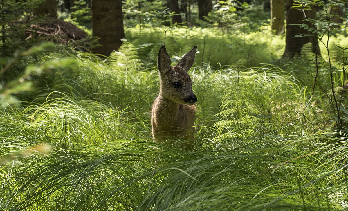 PW - 23 - Unsere Wälder - Zurück in die Zukunft