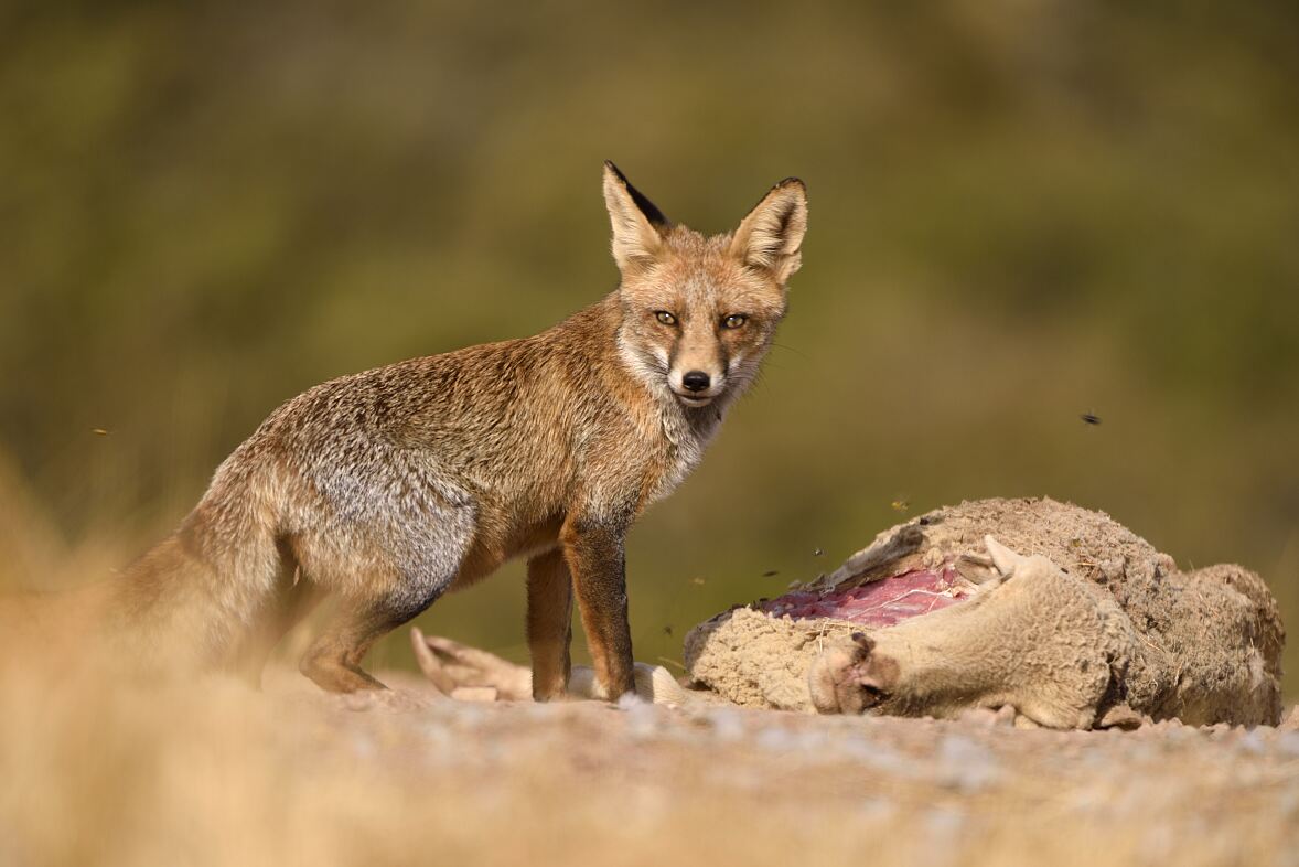 PW - 28 - Dehesa - Forest of the Iberian Lynx
