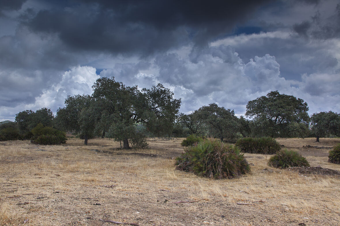 PW - 28 - Dehesa - Forest of the Iberian Lynx