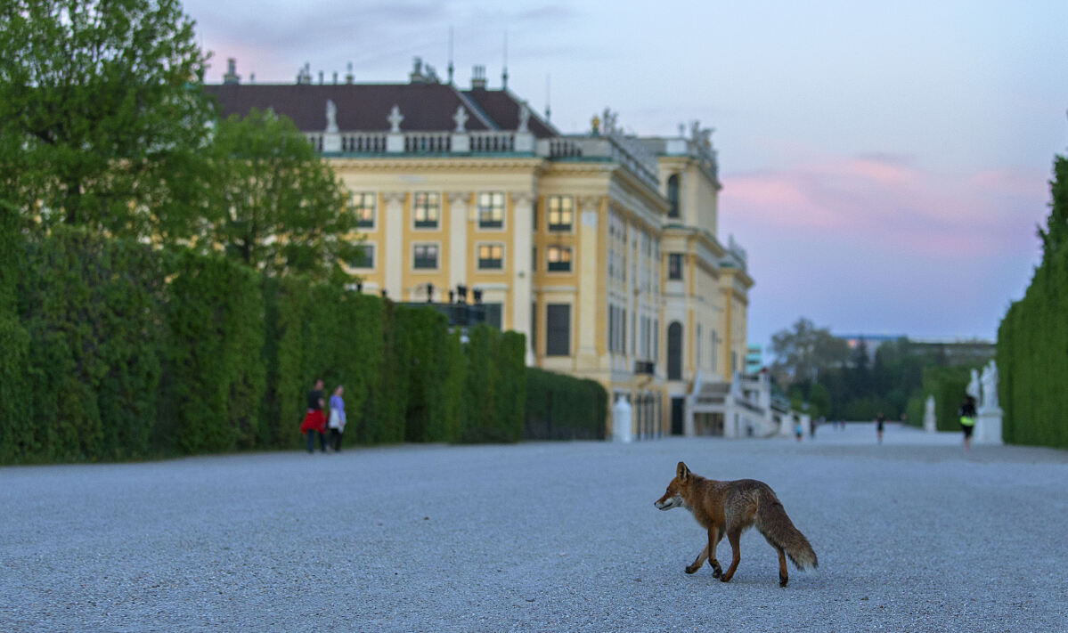 Fuchs in Schönbrunn