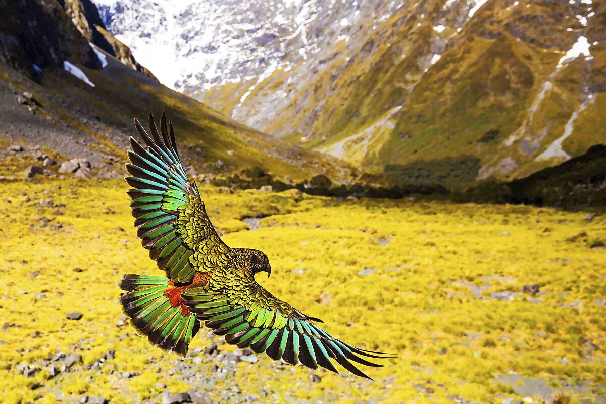 PW - 31 - Terra Mater: Wildes Neuseeland - Im Reich der Extreme