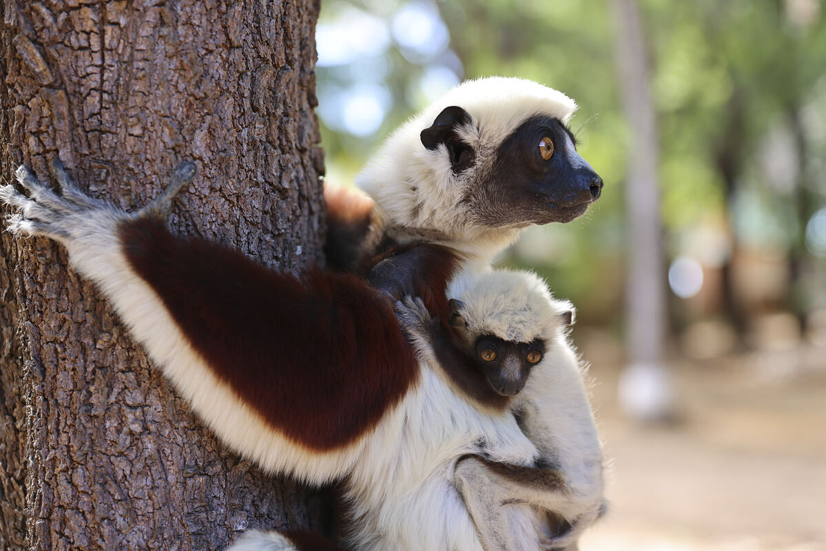 PW - 40 - Lemur Diaries - Family Bonds