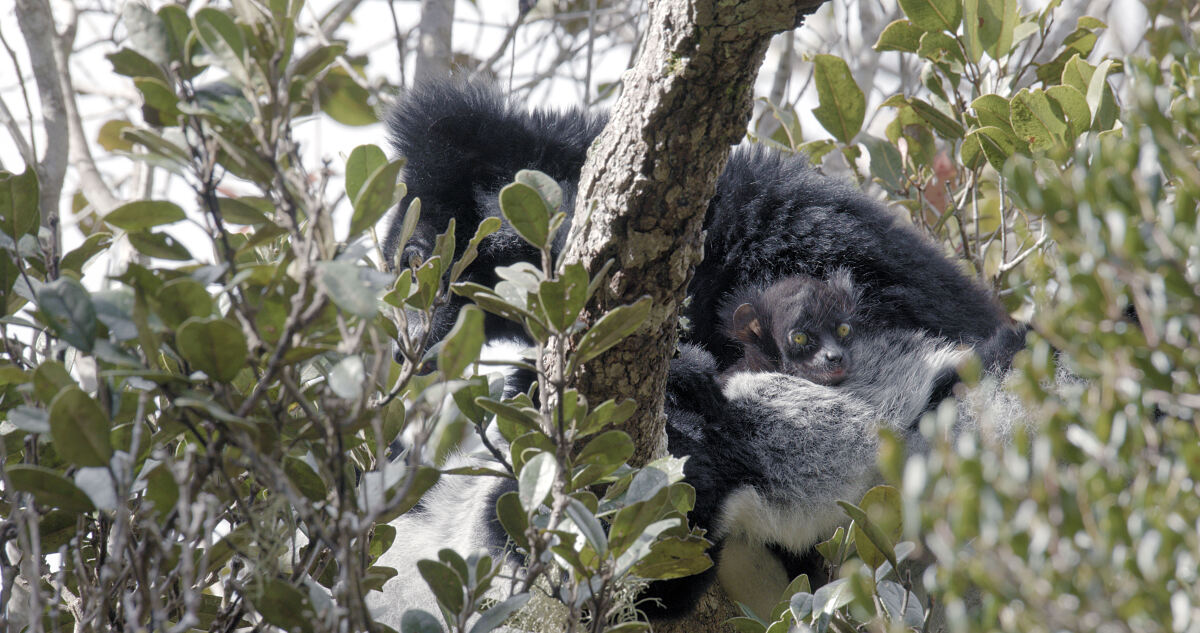 PW - 40 - Lemur Diaries - Family Bonds