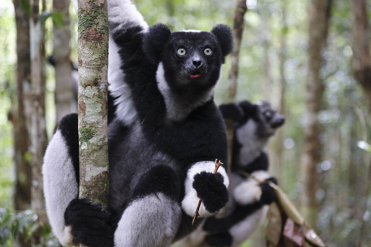 PW - 40 - Lemur Diaries - Family Bonds