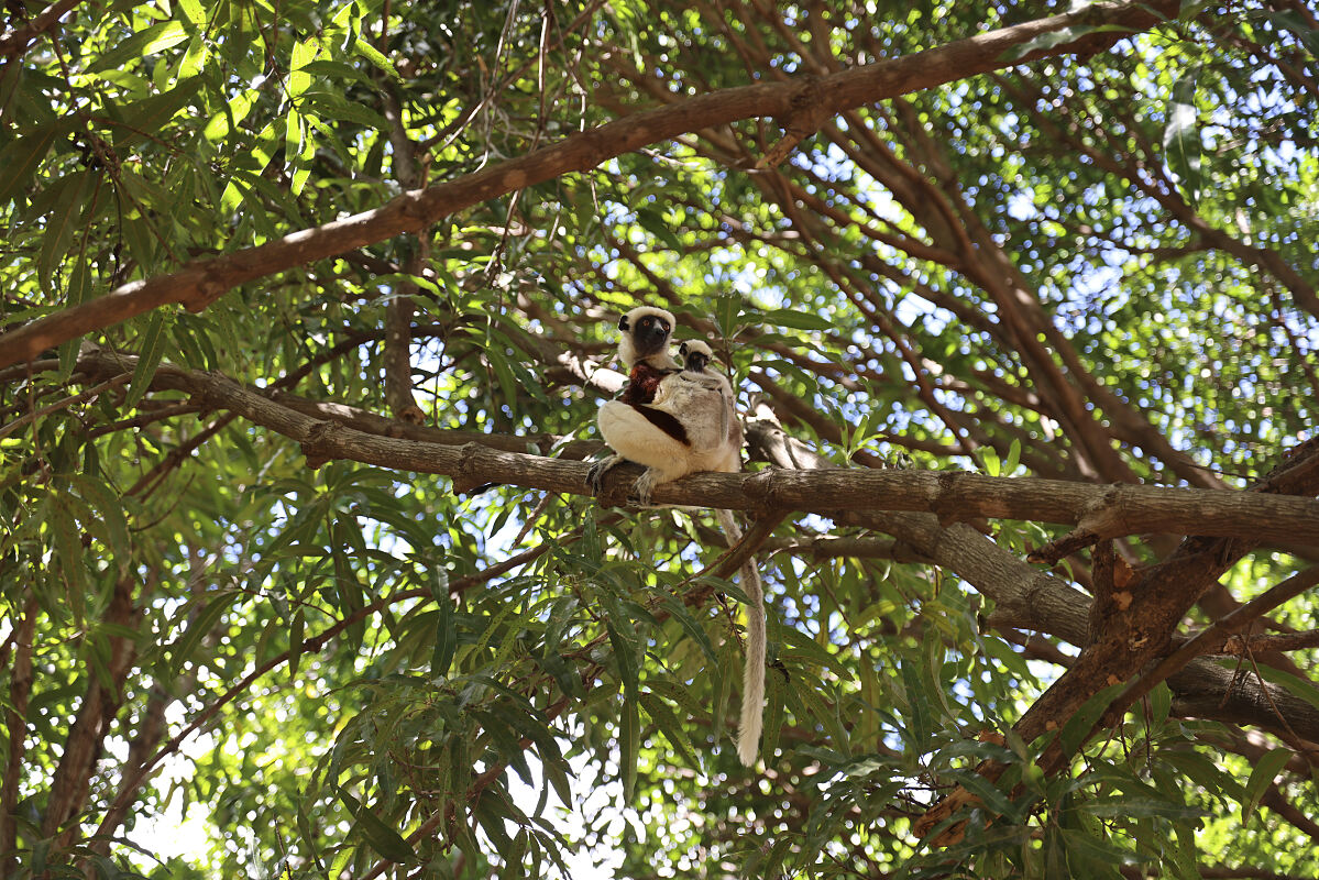 PW - 40 - Lemur Diaries - Family Bonds