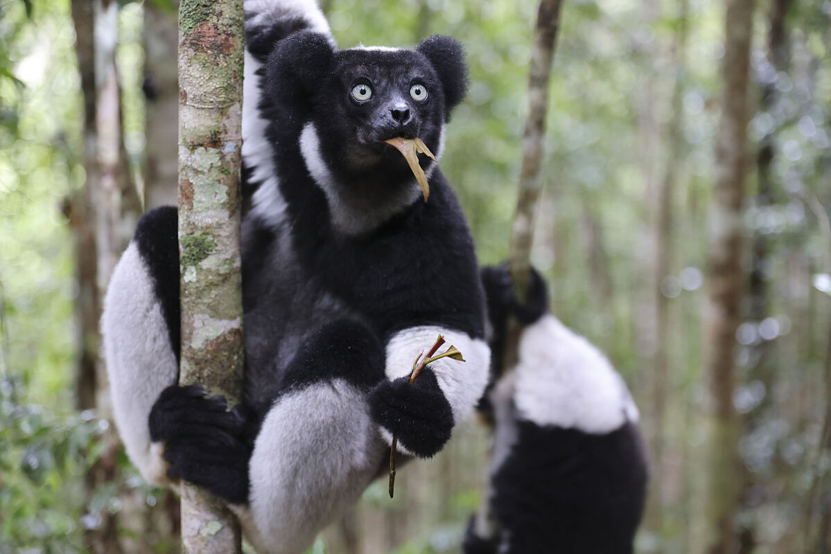 PW - 41 - Lemur Diaries - Encounters