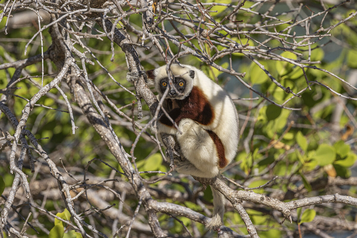 PW - 41 - Lemur Diaries - Encounters