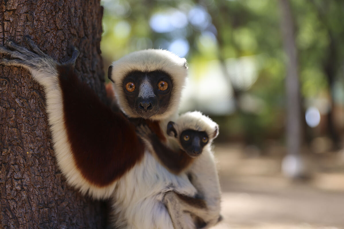 PW - 41 - Lemur Diaries - Encounters