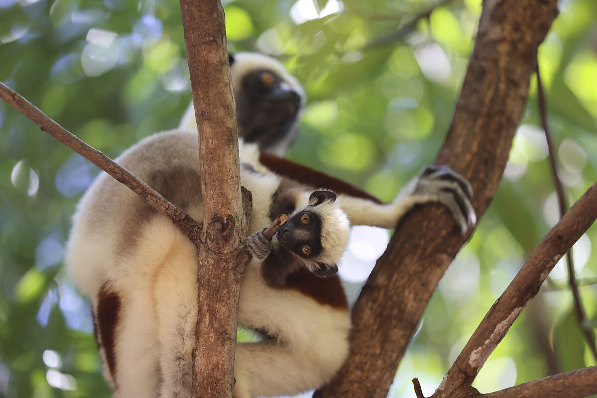 PW - 41 - Lemur Diaries - Encounters