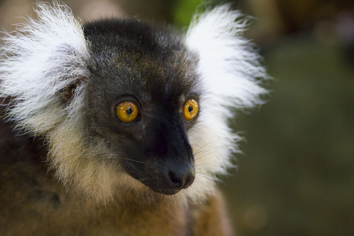 PW - 41 - Lemur Diaries - Encounters
