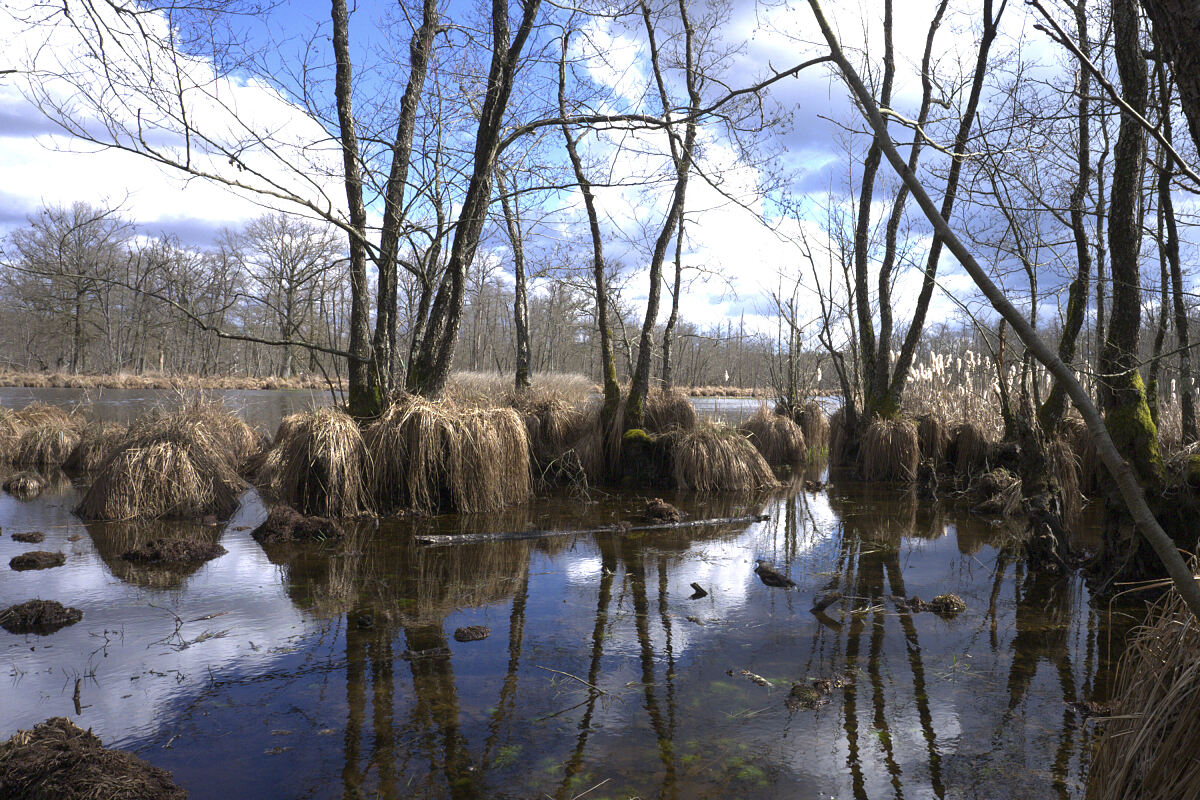 PW - 35 - Terra Mater Europes Amazon - The Wetlands