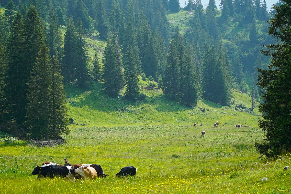 PW - 34 - Heimatleuchten - Hin über d‘Alm - Zwischen Traunsee und Almtal mit Christina Ömmer