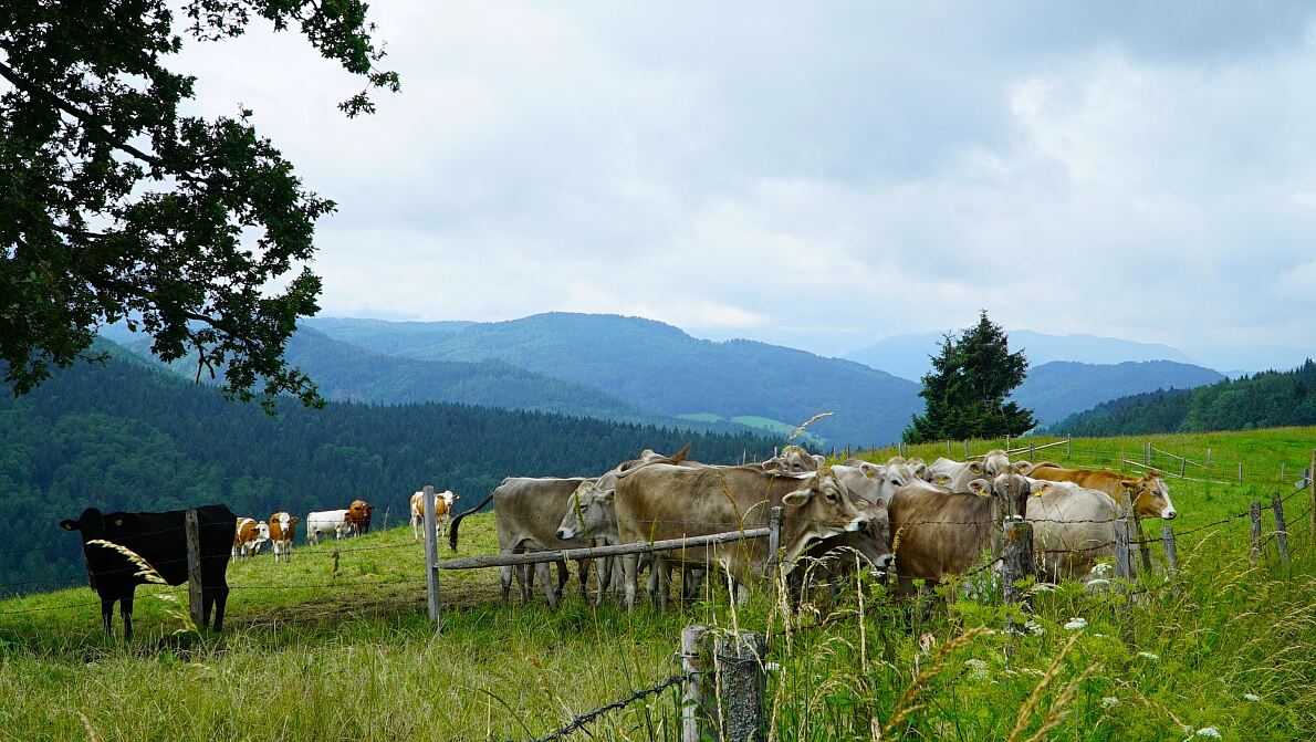 PW - 34 - Heimatleuchten - Hin über d‘Alm - Zwischen Traunsee und Almtal mit Christina Ömmer