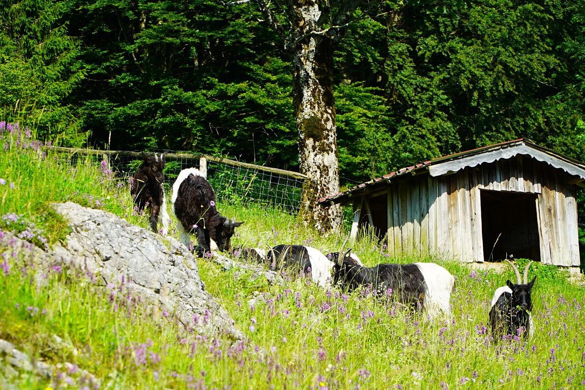 PW - 34 - Heimatleuchten - Hin über d‘Alm - Zwischen Traunsee und Almtal mit Christina Ömmer