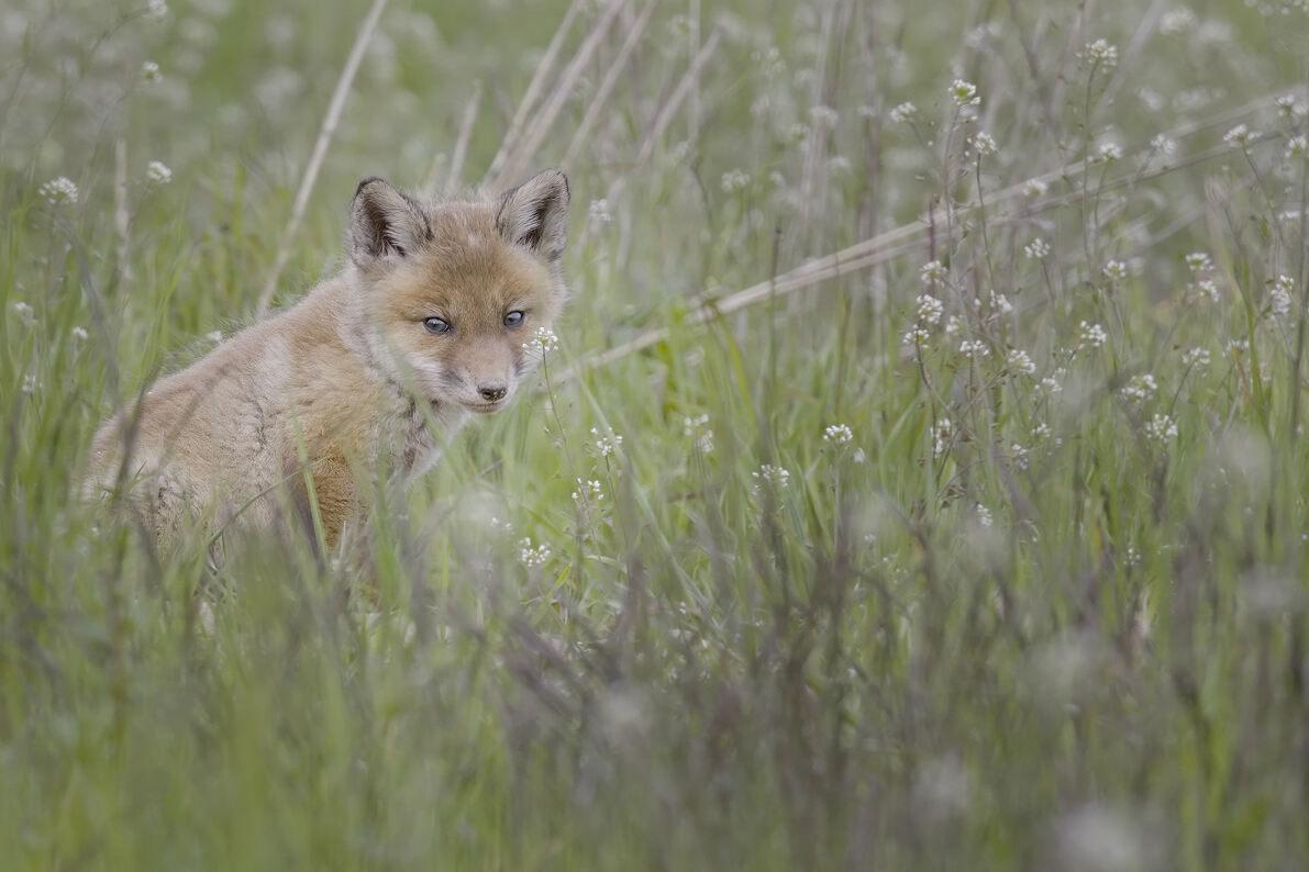 PW - 49 - Welcome to the Neighbourhood - Wildlife in the City