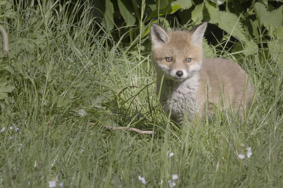 PW - 49 - Welcome to the Neighbourhood - Wildlife in the City