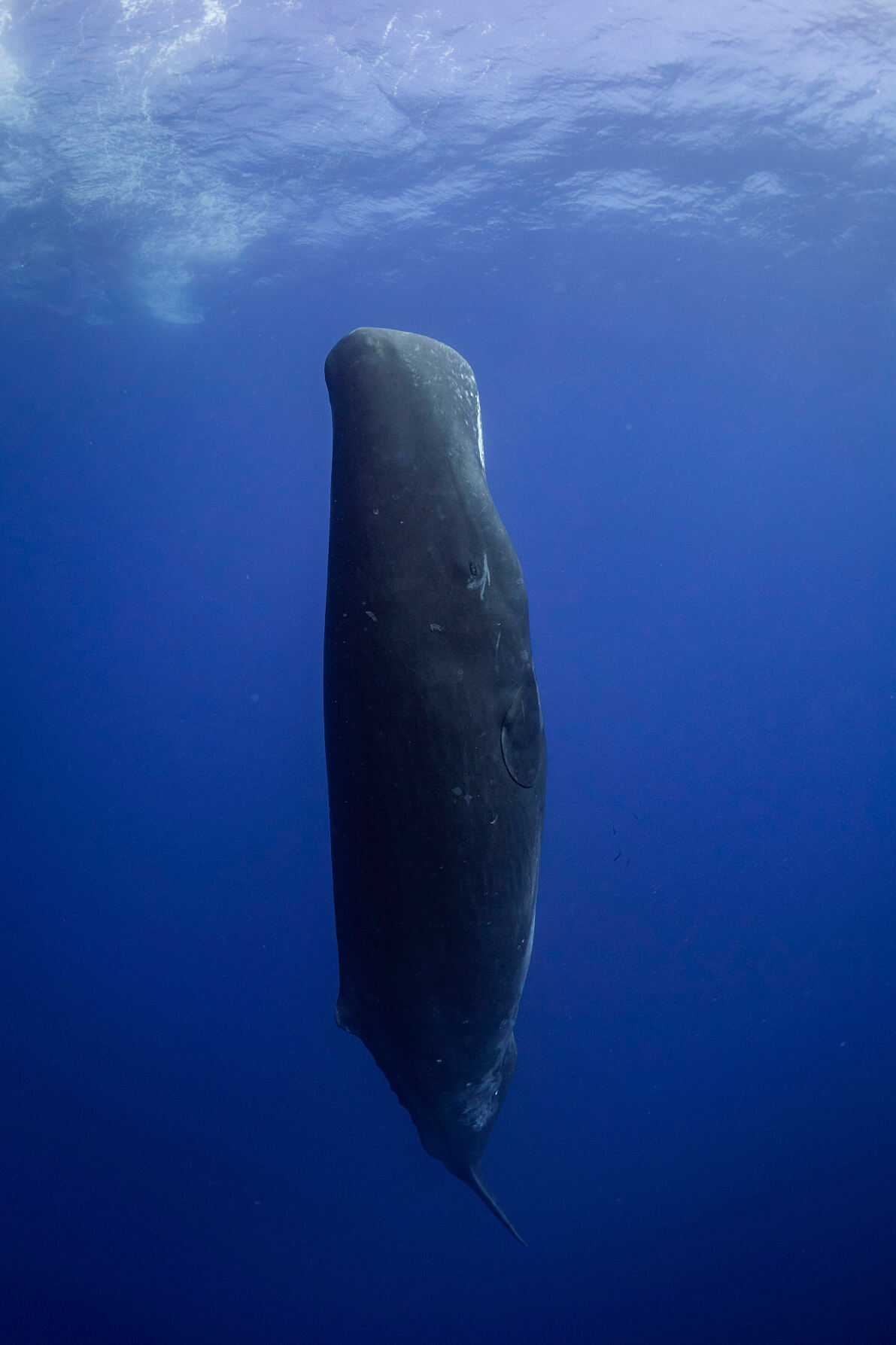 PW - 03 - Terra Mater – Wilde Trauminseln: Mauritius und La Réunion