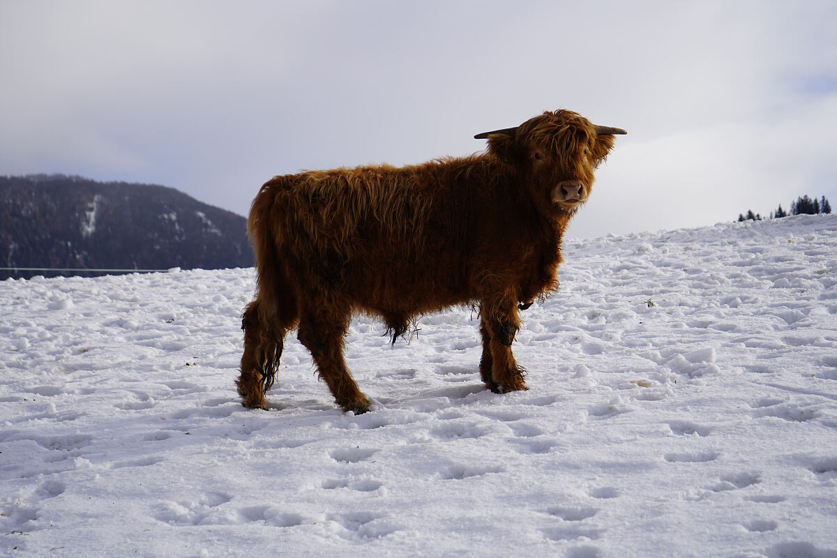 PW - 09 - Heimatleuchten - Tiefer Winter, umtriebige Leit – Conny Bürgler im Alpbachtal