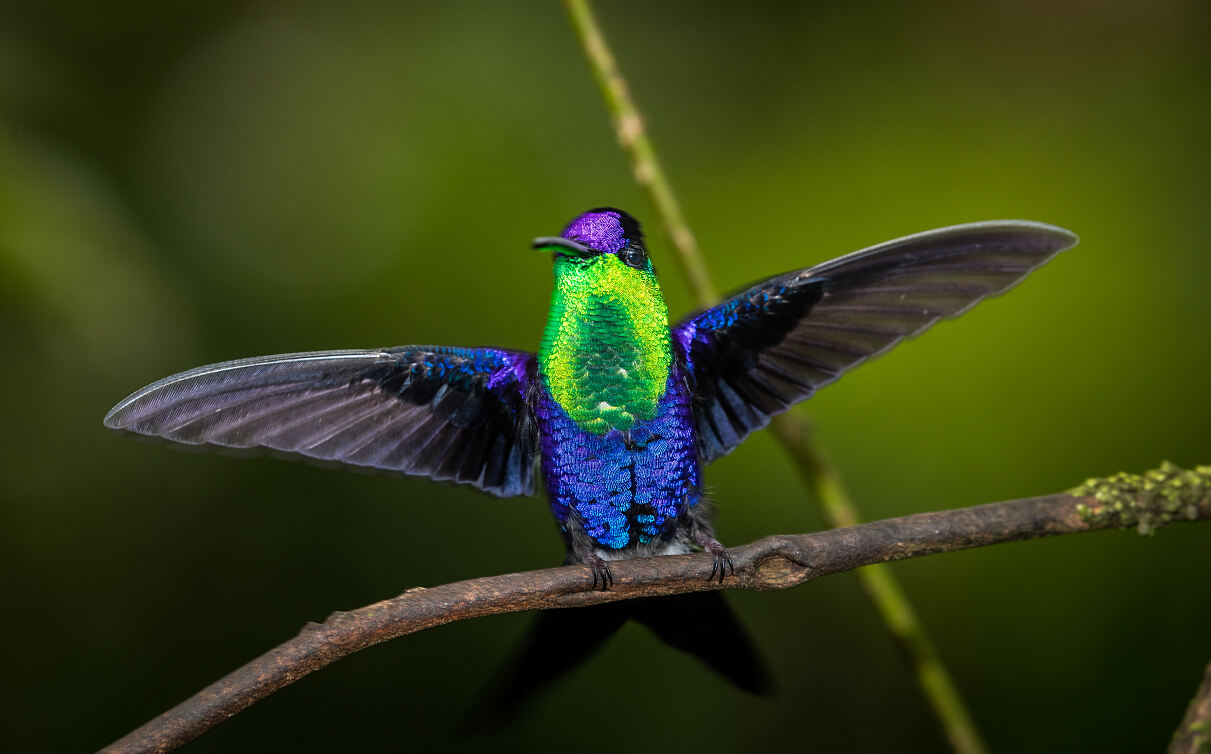 PW - 18 - The Hummingbird Effect