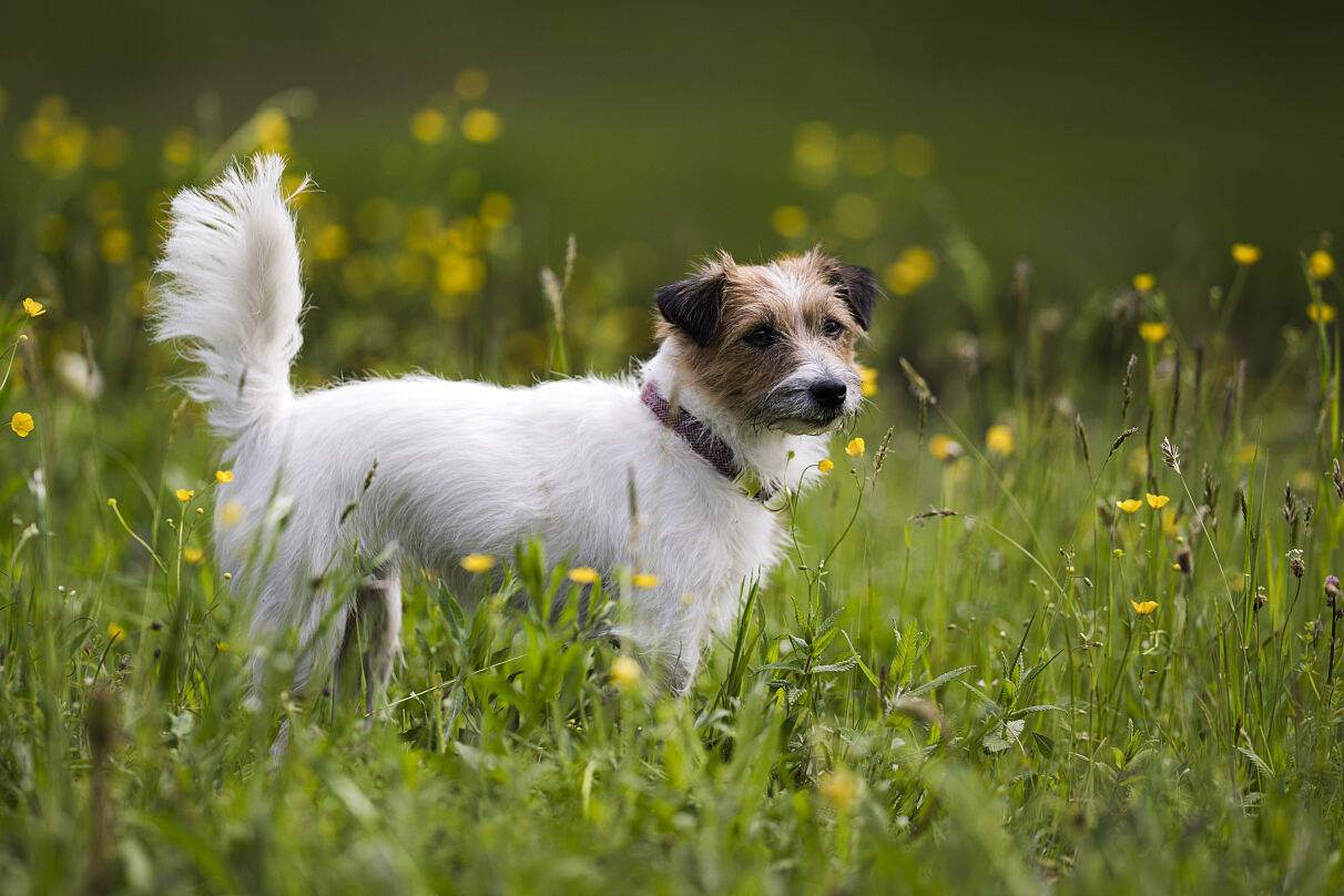 PW - 27 - Ostrowski macht Urlaub - Auf den Hund gekommen