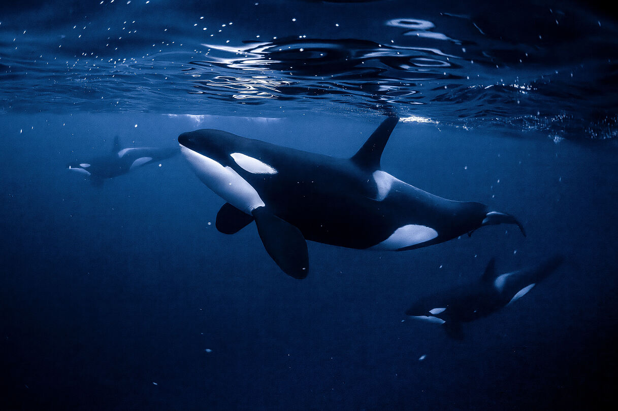 PW - 29 - Orca - Black & White Gold