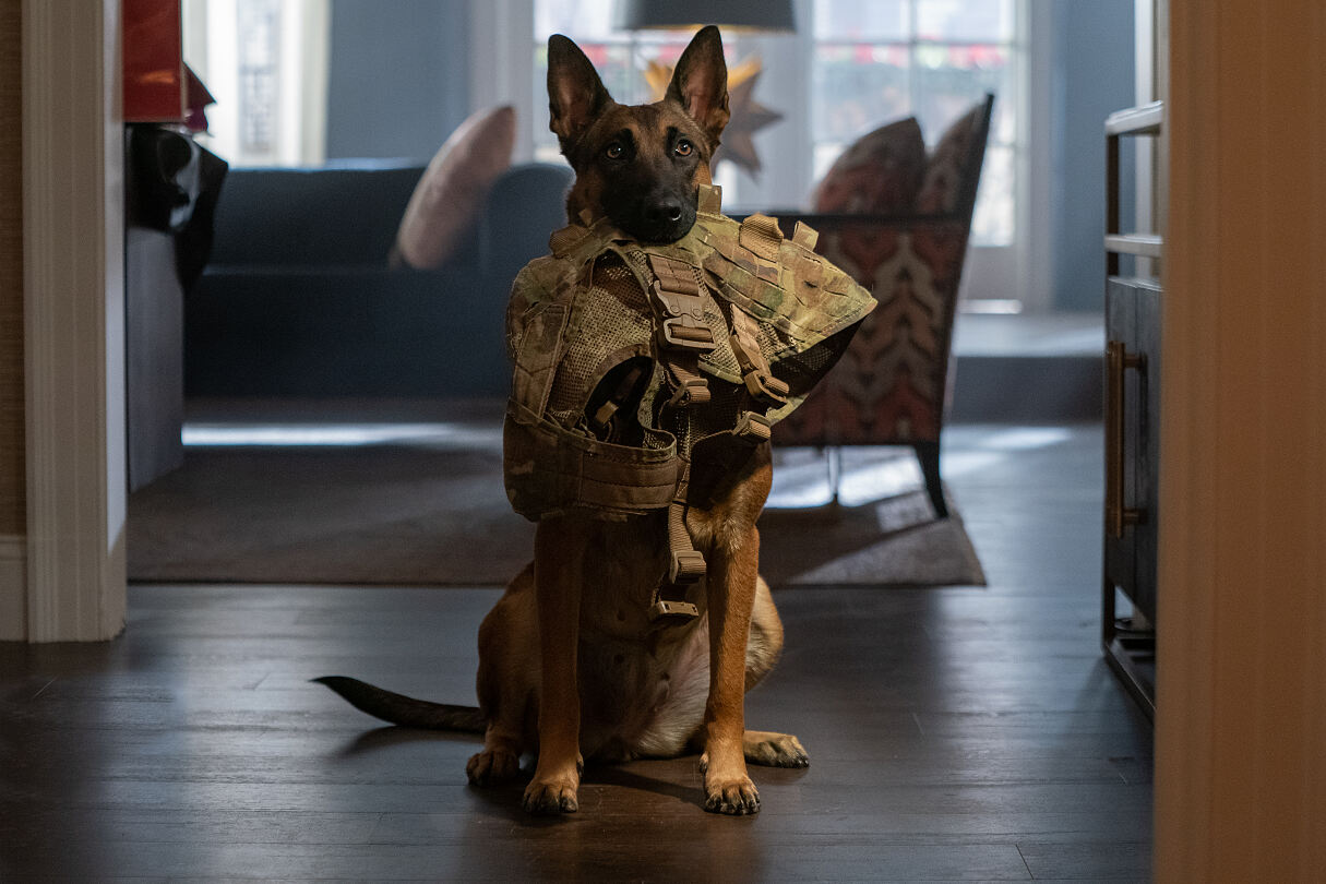 PW - 35 - Dog - Das Glück hat vier Pfoten