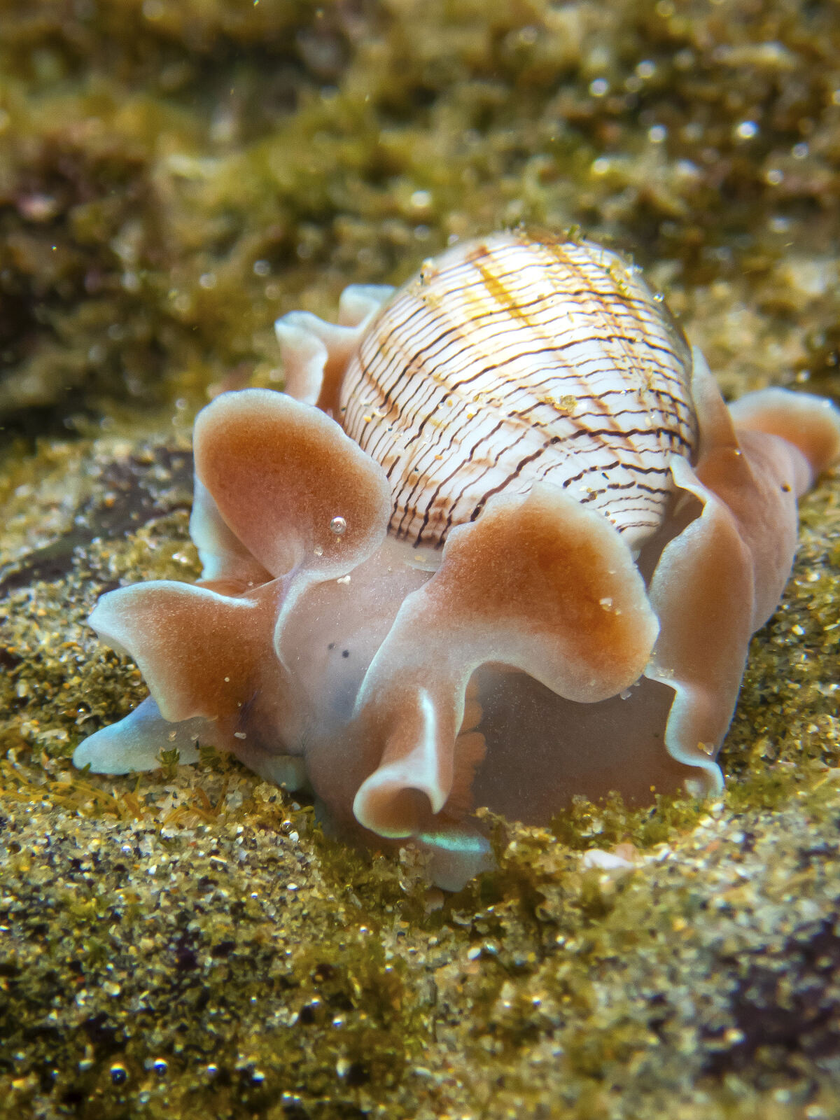 PW - 40 - Shells - Within a sheltered Spiral