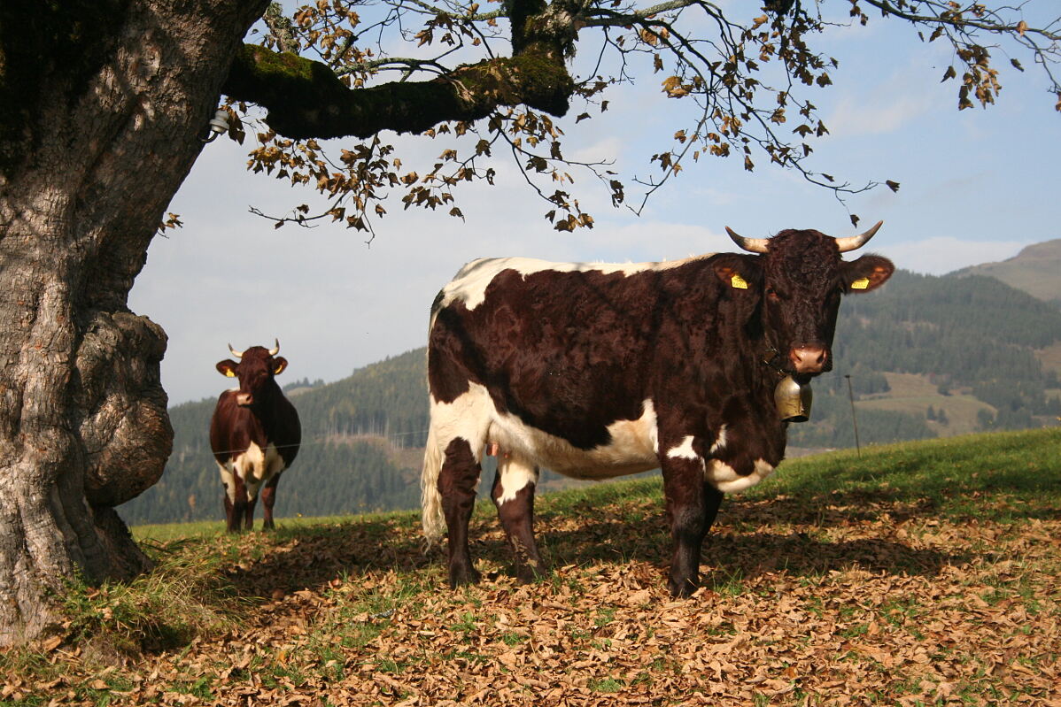 PW - 43 - Ab Hof: Zeit