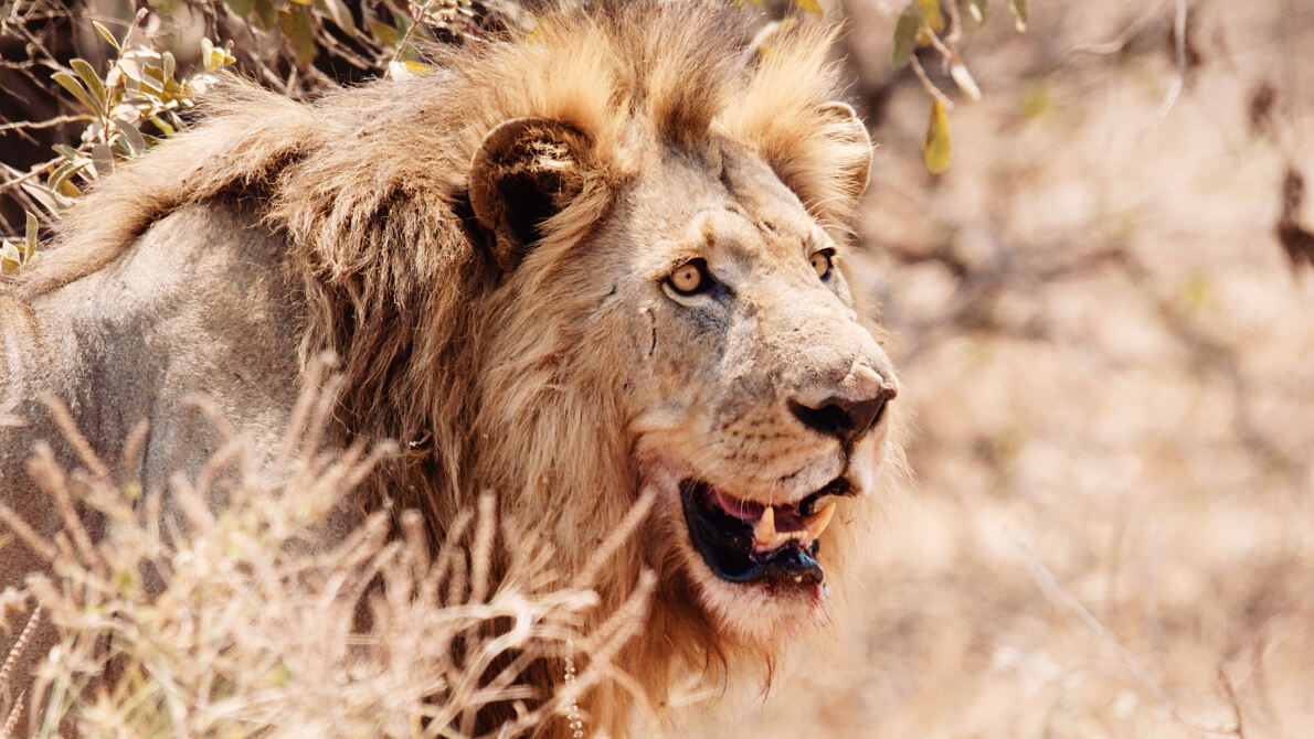 PW - 00 - Katavi - Africas Fallen Paradise - Purgatory
