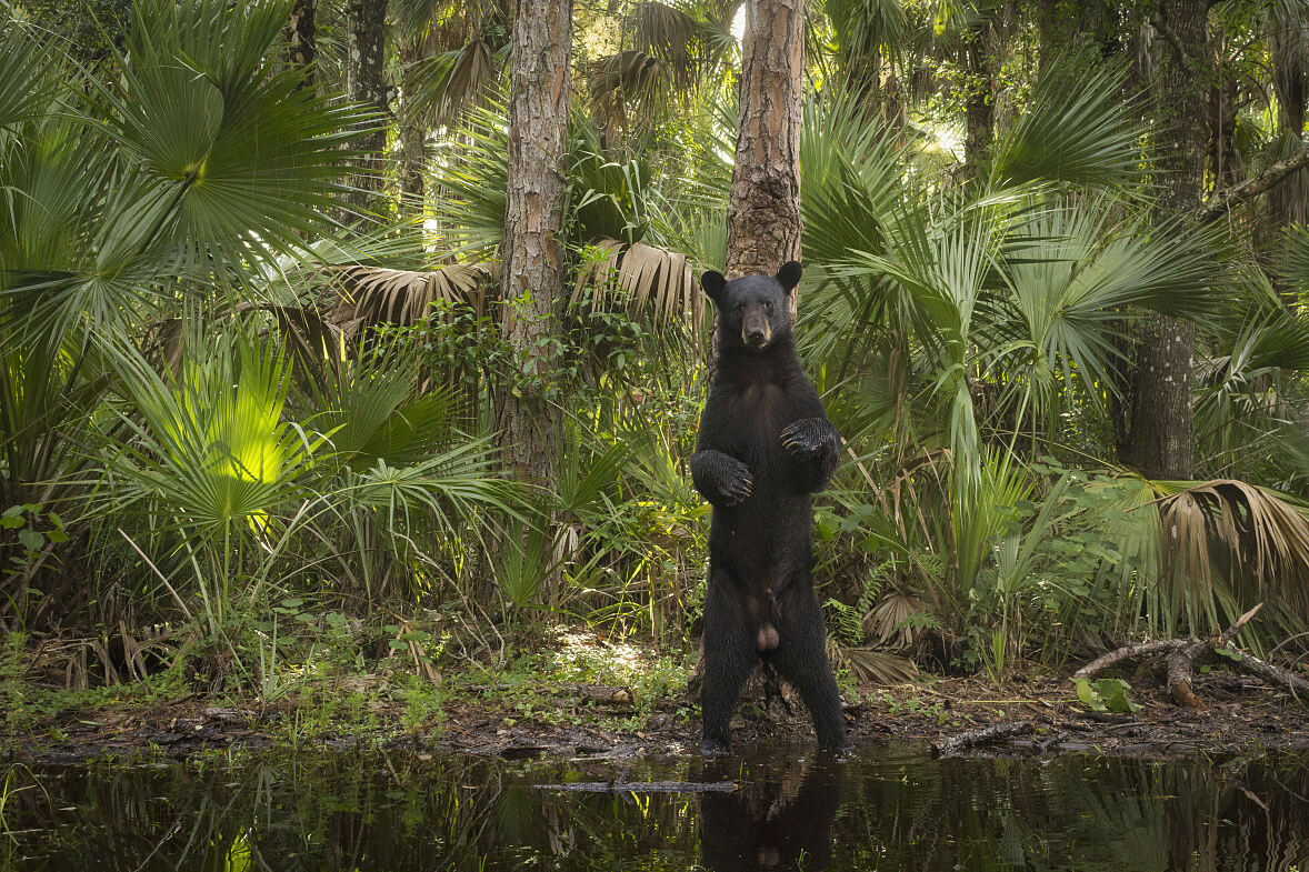 PW - 47 - American Amazon - Hidden Forests
