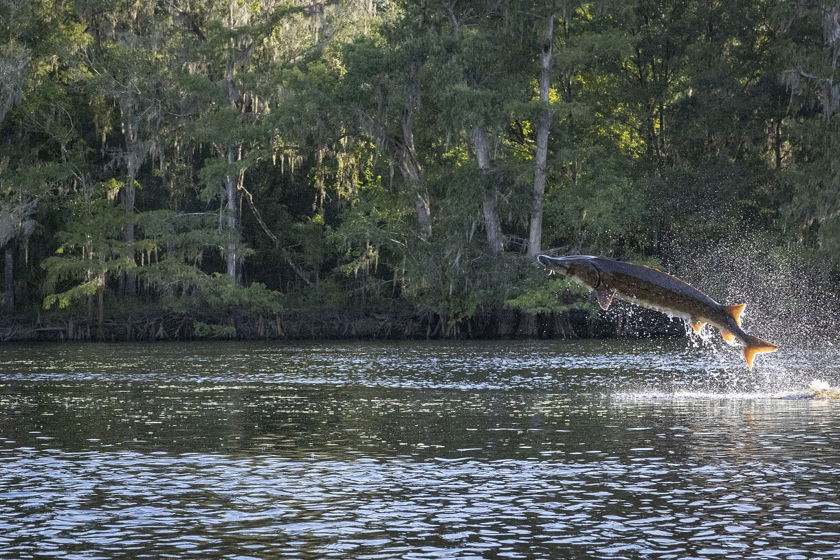 PW - 48 - American Amazon - Secret Rivers