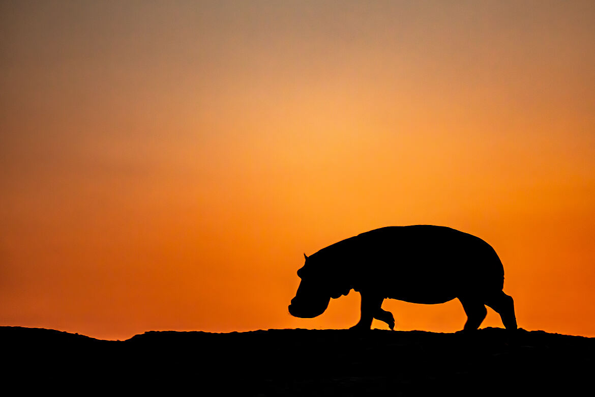 PW - 49 - Hippo King