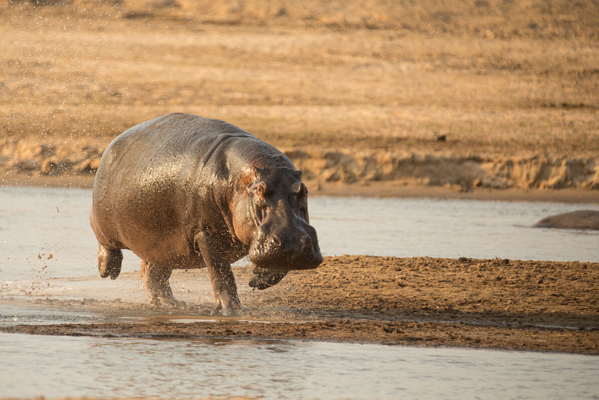 PW - 49 - Hippo King