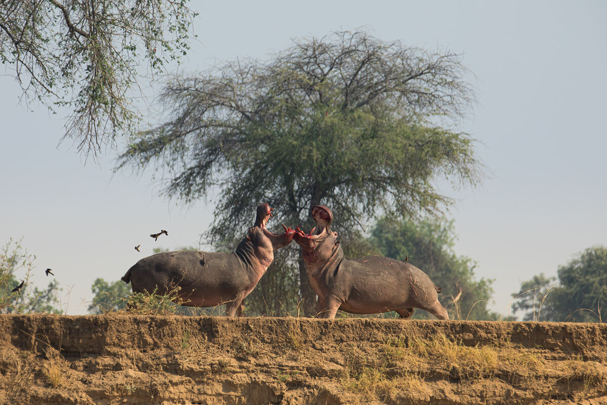 PW - 49 - Hippo King