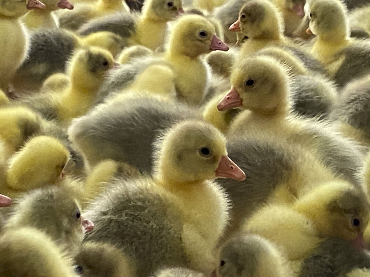 PW - 51 - The Nature of Christmas