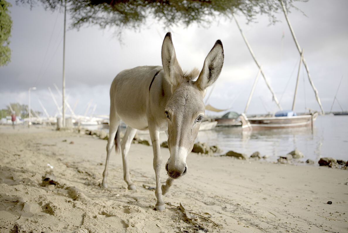 PW - 51 - The Nature of Christmas