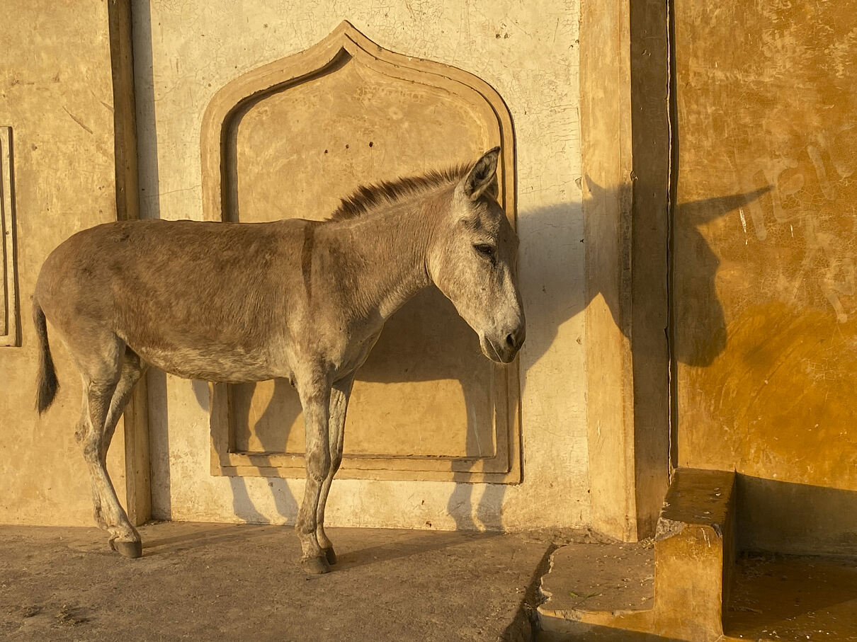 PW - 51 - The Nature of Christmas