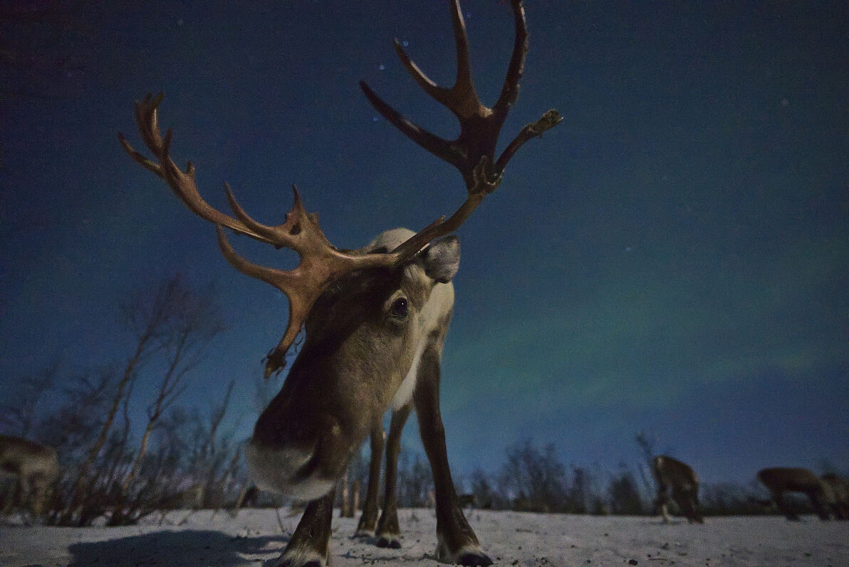 PW - 51 - The Nature of Christmas