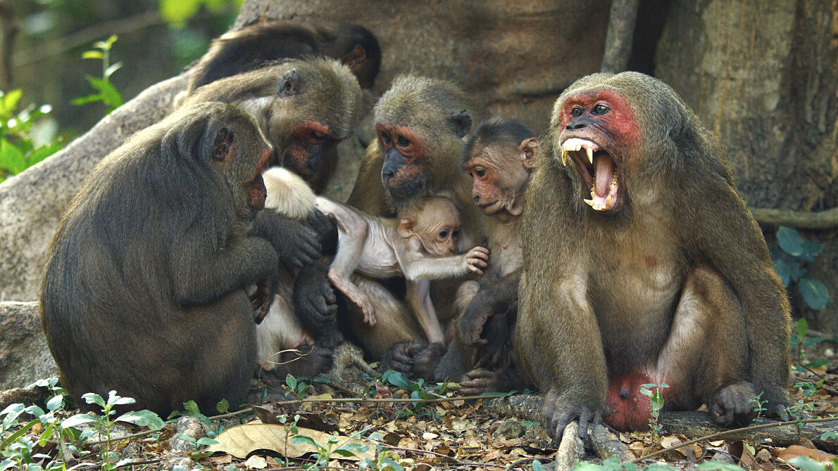 PW - 02 - Kui Buri - Thailands Hidden Eden