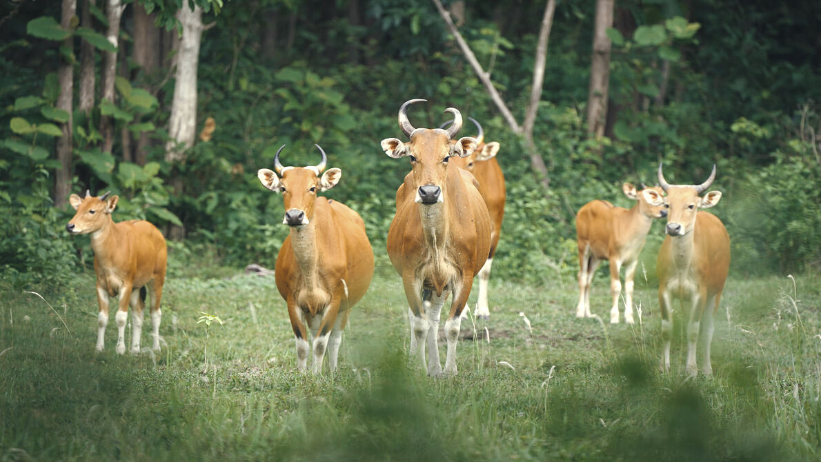 PW - 02 - Kui Buri - Thailands Hidden Eden