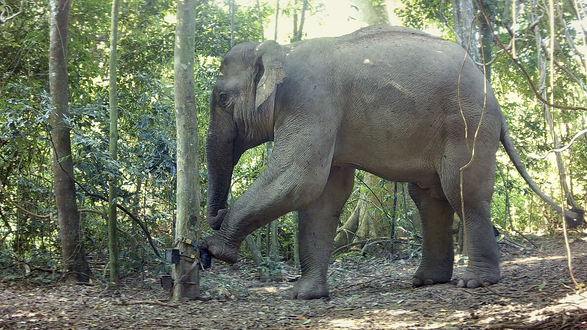 PW - 02 - Kui Buri - Thailands Hidden Eden