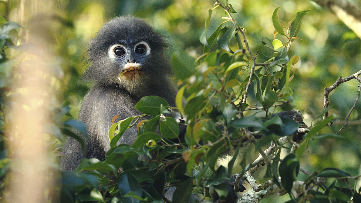 PW - 02 - Kui Buri - Thailands Hidden Eden