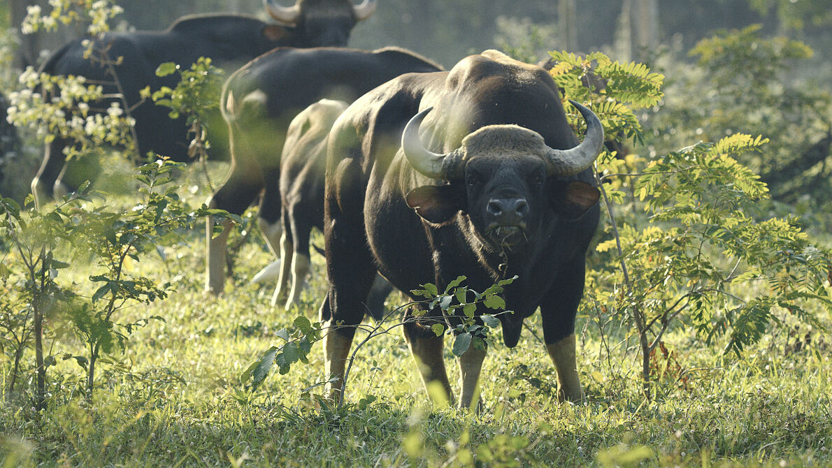 PW - 02 - Kui Buri - Thailands Hidden Eden