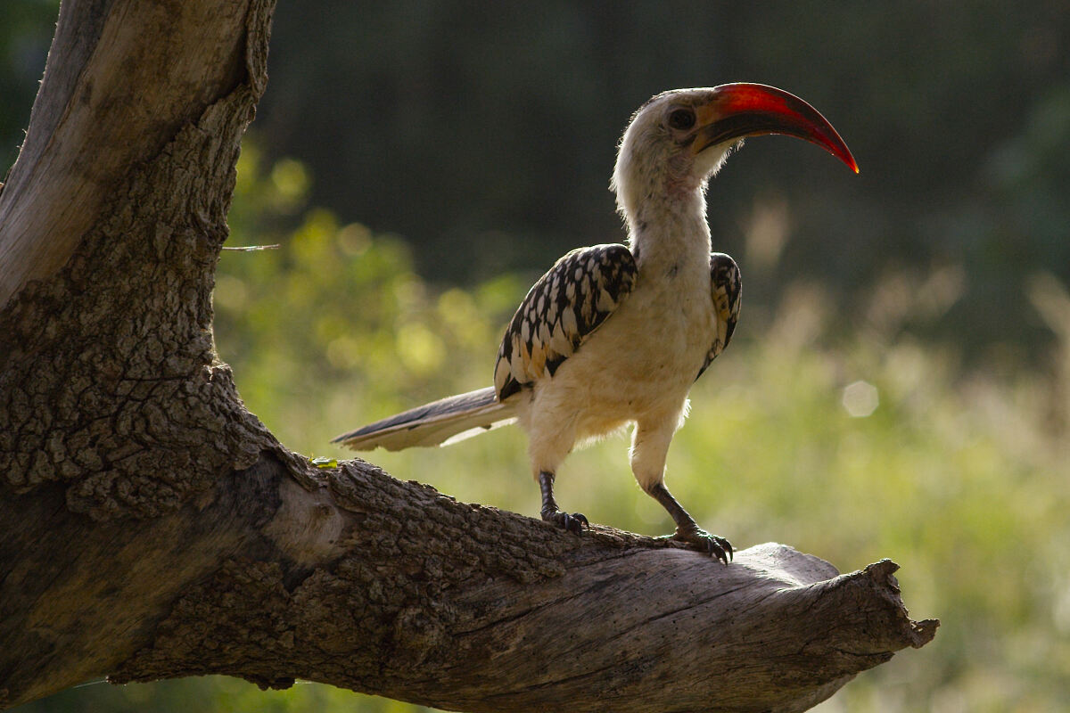 PW - 03 - Terra Mater