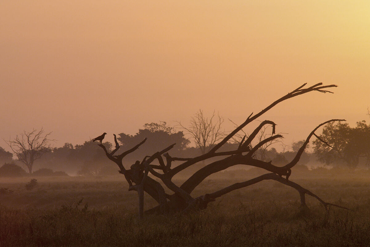 PW - 03 - Terra Mater